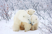 BEA 06 DA0003 01
Polar Bear Mother And Two Cubs Standing In Snow At Hudson Bay, Canada