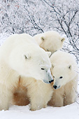 BEA 06 DA0004 01
Polar Bear Mother And Two Cubs Standing In Snow At Hudson Bay, Canada