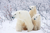 BEA 06 DA0005 01
Polar Bear Mother And Two Cubs Standing In Snow At Hudson Bay, Canada