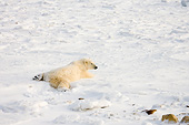 BEA 06 DA0006 01
Polar Bear Laying On Snow At Hudson Bay, Canada