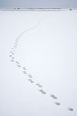 BEA 06 DA0007 01
Polar Bear Tracks At Hudson Bay, Canada