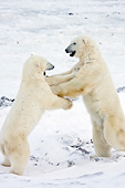 BEA 06 DA0008 01
Two Polar Bears Sparring At Hudson Bay, Canada