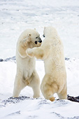 BEA 06 DA0009 01
Two Polar Bears Sparring At Hudson Bay, Canada