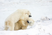 BEA 06 DA0010 01
Two Polar Bears Sparring At Hudson Bay, Canada