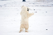 BEA 06 DA0011 01
Two Polar Bears Sparring At Hudson Bay, Canada