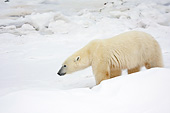 BEA 06 DA0013 01
Polar Bear Walking Through Snow At Hudson Bay, Canada