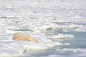 BEA 06 DA0014 01
Polar Bear Sleeping On Ice At Hudson Bay, Canada