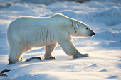 BEA 06 DA0015 01
Polar Bear Walking Through Snow At Hudson Bay, Canada