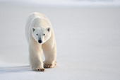 BEA 06 DA0016 01
Polar Bear Walking Through Snow At Hudson Bay, Canada