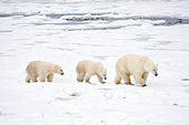 BEA 06 DA0017 01
Polar Bear Mother And Two Cubs Walking Through Snow At Hudson Bay, Canada