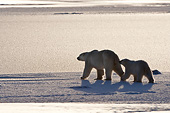 BEA 06 DA0018 01
Silhouette Of Polar Bear Mother And Cub Walking Through Snow At Hudson Bay, Canada