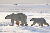 BEA 06 DA0019 01
Silhouette Of Polar Bear Mother And Cub Walking Through Snow At Hudson Bay, Canada