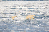 BEA 06 DA0020 01
Polar Bear Mother And Cub Jumping On Ice At Hudson Bay, Canada