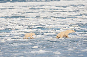 BEA 06 DA0021 01
Polar Bear Mother And Cub Jumping On Ice At Hudson Bay, Canada