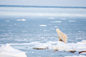 BEA 06 DA0022 01
Polar Bear Standing Along Hudson Bay In Winter, Canada
