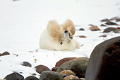 BEA 06 DA0023 01
Polar Bear Rolling In Snow To Dry Off At Hudson Bay, Canada