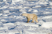 BEA 06 DA0027 01
Polar Bear Walking Near Hudson Bay In Churchill Wildlife Management Area, Manitoba