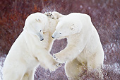 BEA 06 DA0029 01
Two Polar Bears Sparring In Churchill Wildlife Management Area, Manitoba
