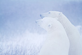 BEA 06 DA0030 01
Two Polar Bears During Snowstorm In Churchill Wildlife Management Area, Manitoba
