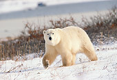 BEA 06 GL0001 01
Polar Bear Walking Through Snowy Tundra