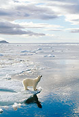 BEA 06 KH0018 01
Polar Bear Standing On Sea Ice