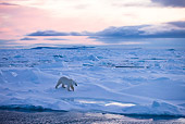 BEA 06 KH0020 01
Polar Bear Walking On Sea Ice At Sunset