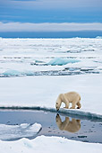 BEA 06 KH0021 01
Polar Bear Standing On Sea Ice Sniffing Water
