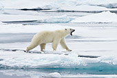 BEA 06 KH0024 01
Polar Bear Walking On Sea Ice And Yawning By Water