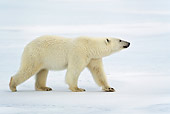 BEA 06 KH0025 01
Polar Bear Walking On Ice Profile