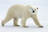 BEA 06 KH0026 01
Polar Bear Walking On Ice Profile