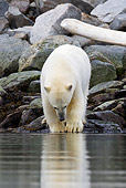 BEA 06 KH0033 01
Polar Bear About To Dive Into Sea Svalbard