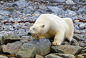 BEA 06 KH0037 01
Polar Bear Sleeping On Rocky Coast Svalbard