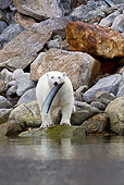 BEA 06 KH0038 01
Polar Bear Playing With Whalebone On Rocky Coast Svalbard