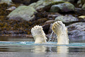 BEA 06 KH0039 01
Polar Bear Plunging Into Sea To Reach Submerged Whale Carcass Svalbard