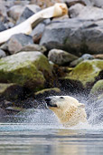 BEA 06 KH0040 01
Polar Bear Snorting After Diving Into Sea Svalbard