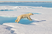 BEA 06 KH0041 01
Polar Bear Jumping Over Water Onto Ice Svalbard