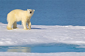 BEA 06 KH0042 01
Polar Bear Standing On Sea Ice Svalbard