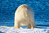 BEA 06 KH0043 01
Back View Of Polar Bear Diving Into Sea Svalbard