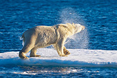 BEA 06 KH0045 01
Polar Bear Male Shaking Off Water On Sea Ice Svalbard