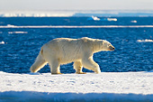 BEA 06 KH0046 01
Polar Bear Male Walking On Sea Ice Svalbard