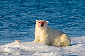 BEA 06 KH0047 01
Polar Bear Female With Blood-Stained Face Laying On Sea Ice Svalbard