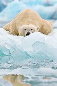 BEA 06 KH0049 01
Portrait Of Polar Bear Sleeping On Block Of Ice Svalbard