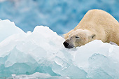 BEA 06 KH0050 01
Portrait Of Polar Bear Sleeping On Block Of Ice Svalbard