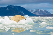 BEA 06 KH0051 01
Portrait Of Polar Bear Sleeping On Block Of Ice At Midnight Svalbard