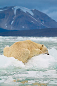 BEA 06 KH0053 01
Portrait Of Polar Bear Sleeping On Block Of Ice At Midnight Svalbard