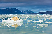 BEA 06 KH0054 01
Portrait Of Polar Bear Sleeping On Block Of Ice At Midnight Svalbard