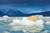 BEA 06 KH0055 01
Portrait Of Polar Bear Sleeping On Block Of Ice At Midnight Svalbard
