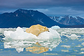 BEA 06 KH0056 01
Portrait Of Polar Bear Sleeping On Block Of Ice At Midnight Svalbard