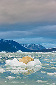 BEA 06 KH0057 01
Portrait Of Polar Bear Sleeping On Block Of Ice At Midnight Svalbard