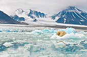 BEA 06 KH0058 01
Polar Bear Sleeping On Block Of Ice By Glacier Front Svalbard